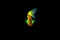 Fluorescent Freshwater Fish,Â Gold zebra danio fish